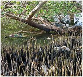 Gambar dan ciri-ciri mangrove  serdadu cemara